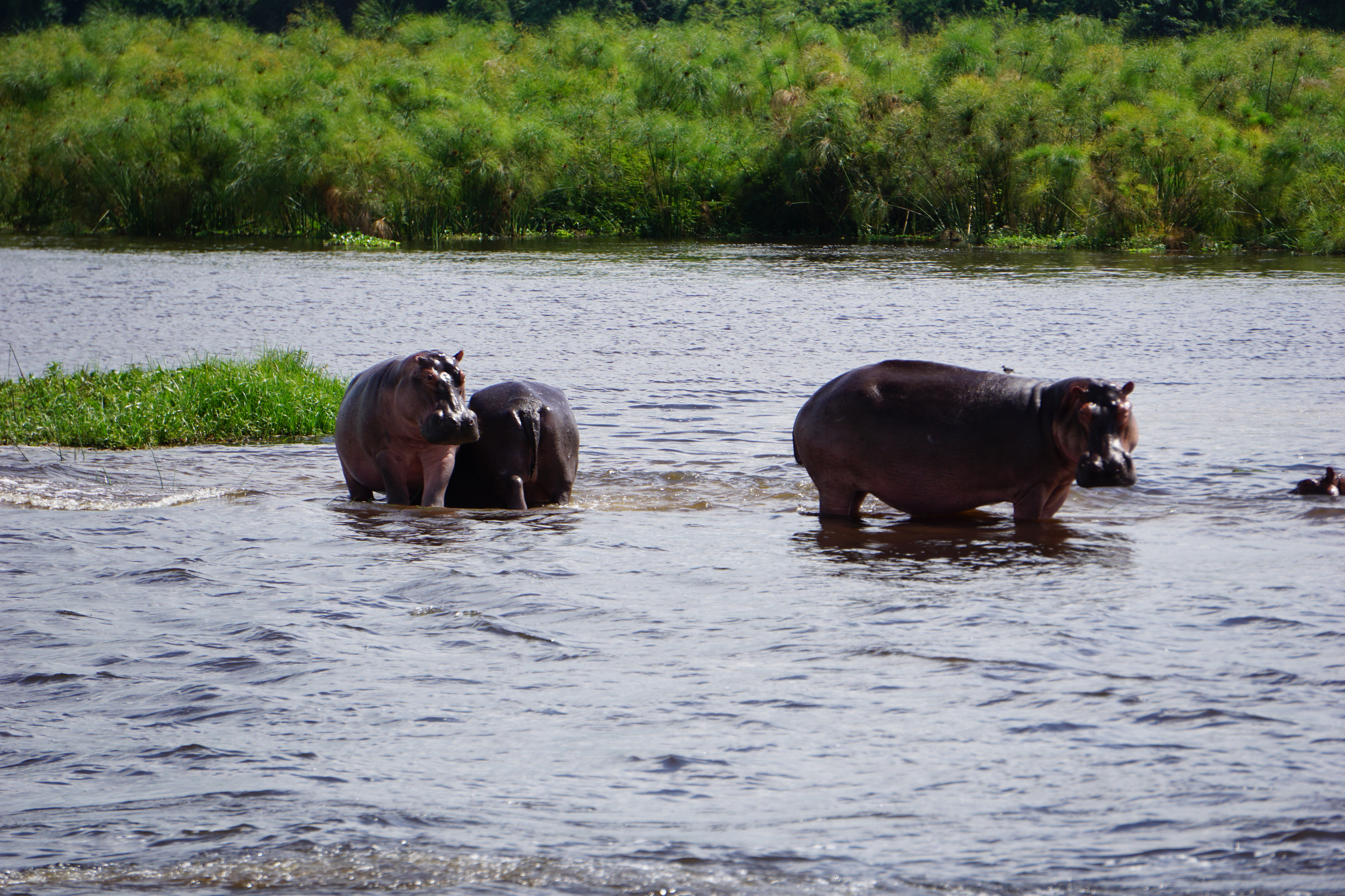 Zu Besuch bei den Hippos – Sternsingerblog