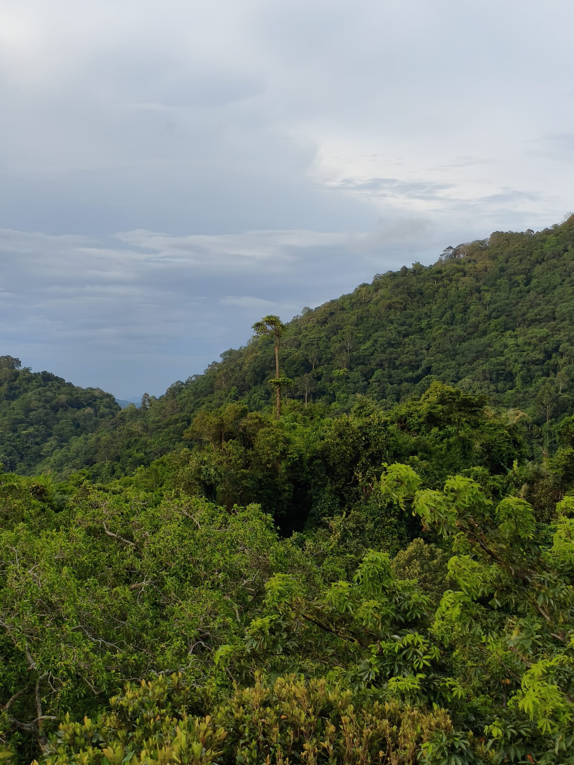 Welcome in the Jungle of Kep thumbnail